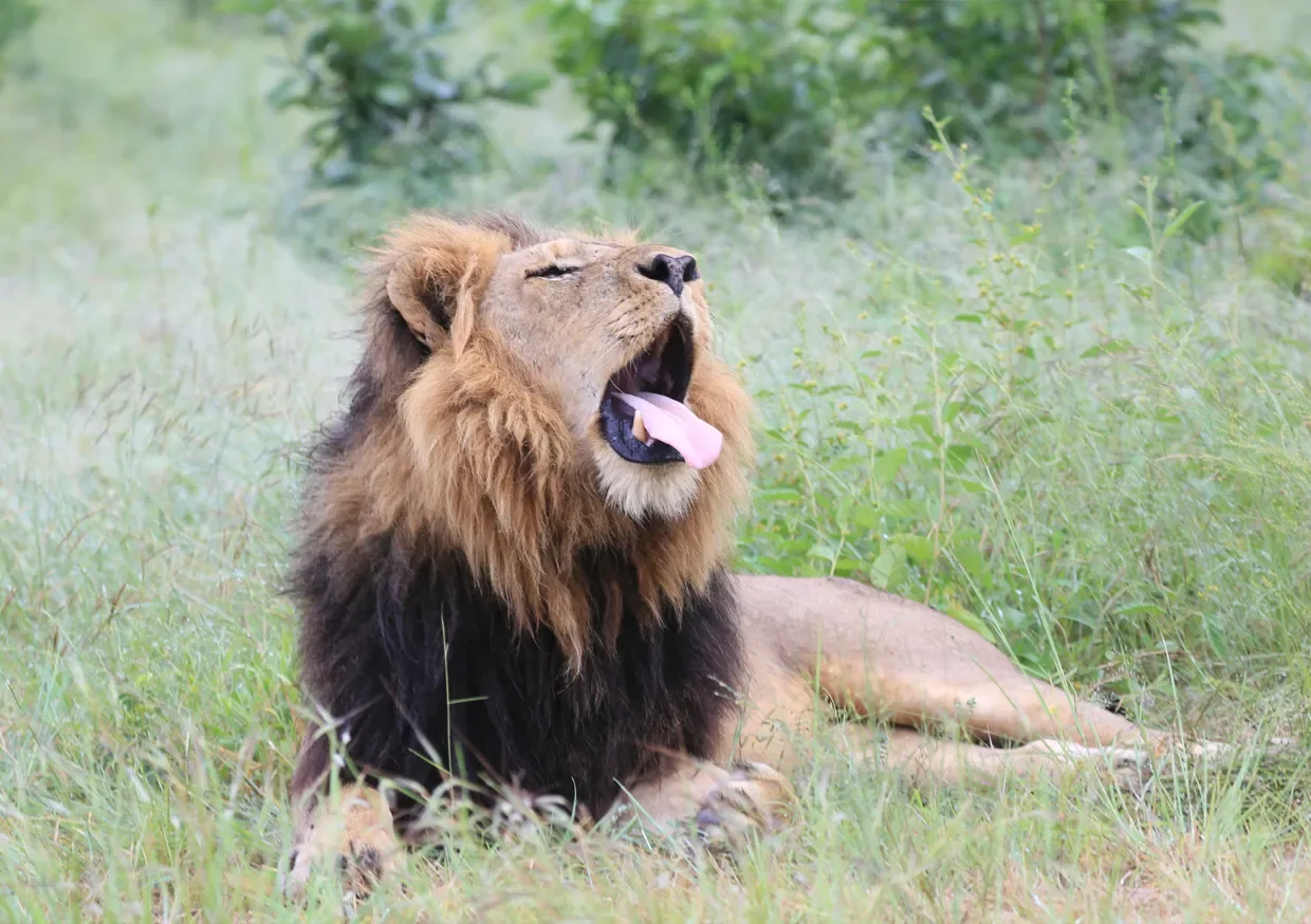 Wildlife Parks